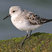 Sanderling